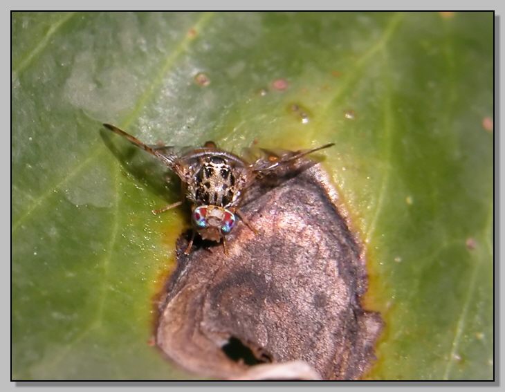 Dittero simpaticissimo (Tephritidae, Ceratitis capitata)